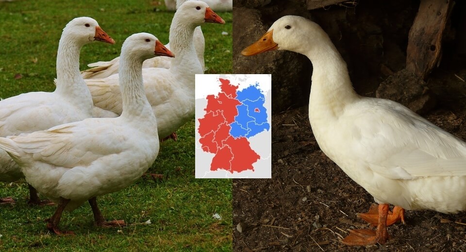 Tag 14: Der Weihnachtsbraten – Ente oder Gans?